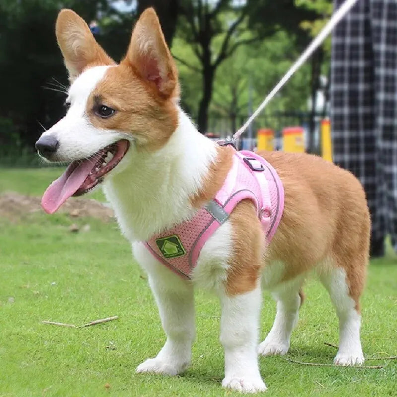 Reflective Pet Harness And Leash Set For Dog & Cat
