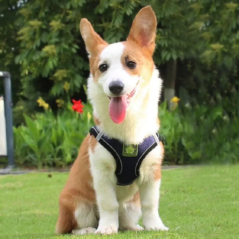 Reflective Pet Harness And Leash Set For Dog & Cat