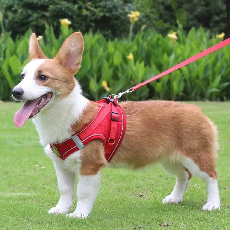 Reflective Pet Harness And Leash Set For Dog & Cat